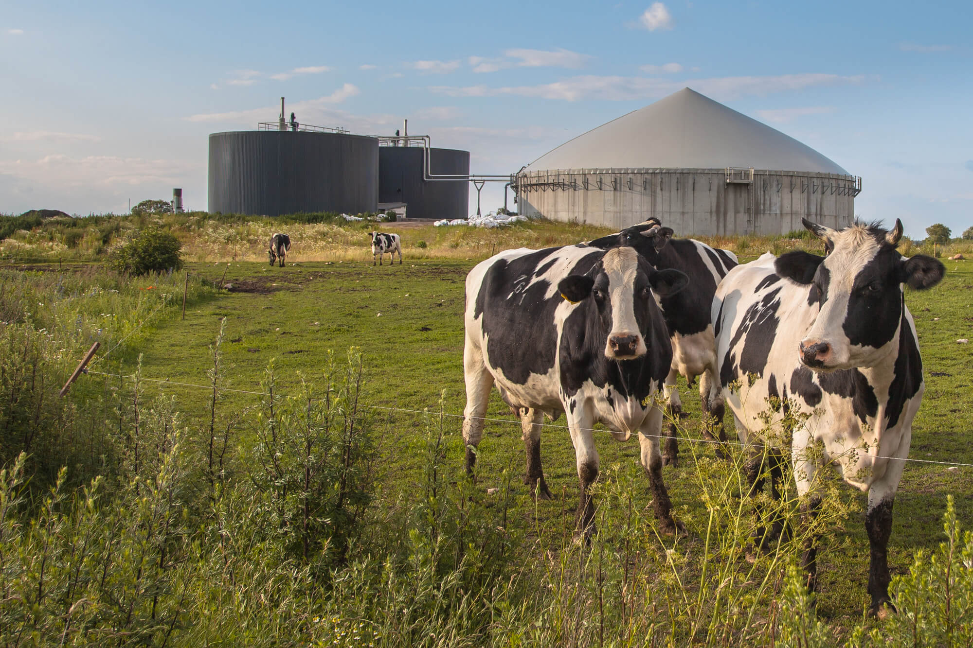 Processed and livestock products