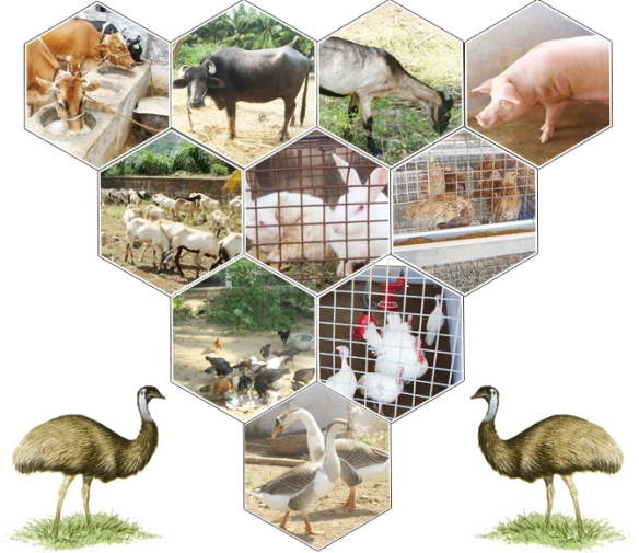 Livestock and animal husbandry