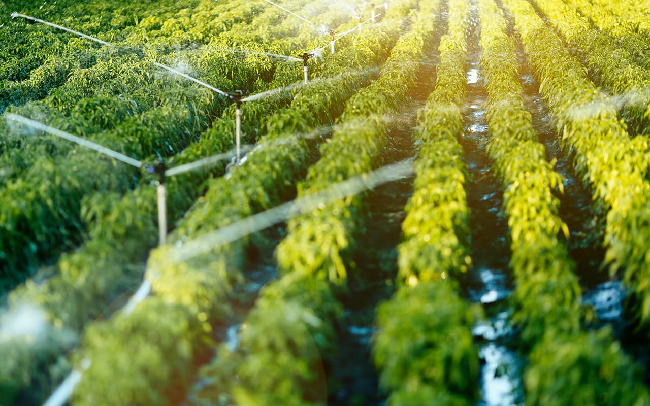 Crop protection