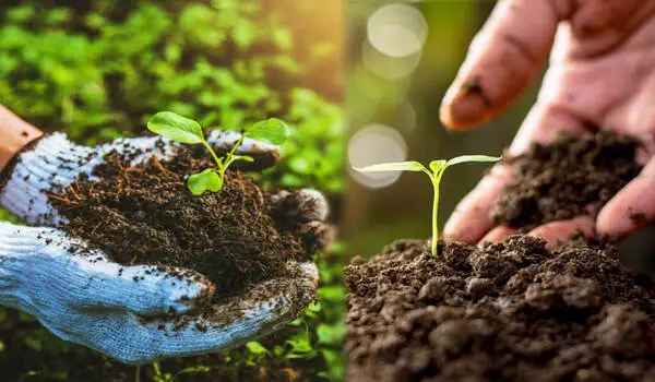 Organic farming
